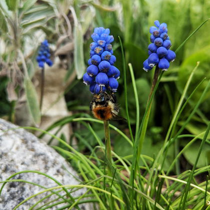 Hummel an blauer Traubenhyazinthe